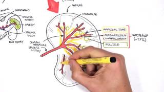 Spleen Anatomy and Physiology [upl. by Greerson]