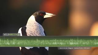 Australian Magpie Song amp Call  The sounds of Australian magpies singing in the Aussie bush [upl. by Adelia]