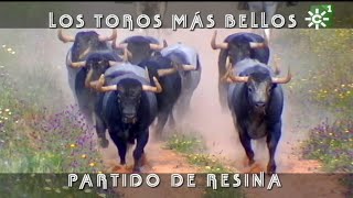 Toros de Partido de Resina entrenamiento previo a Madrid y Nimes  Toros desde Andalucía [upl. by Ahsenak213]