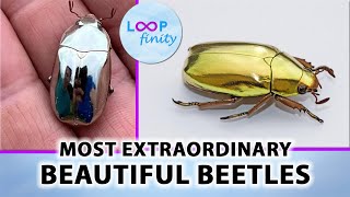 Most Beautiful Beetles [upl. by Aeli]