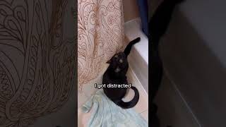 CAT Tries to Explain his Way OUT of a Lost Game cats voiceover [upl. by Otrebilif]