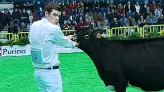 YOUNG BREEDERS Gara di Conduzione Junior Junior Showmanship [upl. by Euqina677]