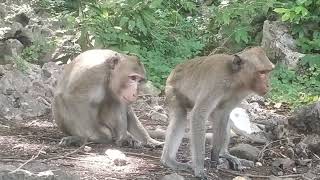 A mating monkey amazing videos [upl. by Enilreug840]