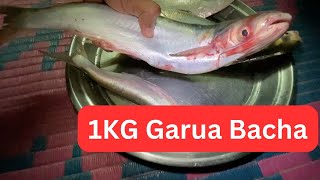 1KG Size Garua Bacha Caught in River [upl. by Yesrod]