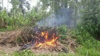 HOW TO BURN BAMBOO TREES [upl. by Ained501]