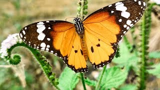 Plain Tiger Butterflies  Lower Manair Dam  Karimnagar  KBC [upl. by Nirra]