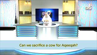 Aqeeqah Can we sacrifice a Cow for the Aqeeqah  Sheikh Assim Al Hakeem [upl. by Yadsendew]