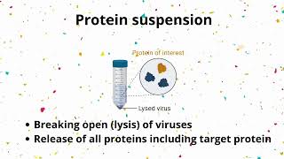 Western Blotting Experiment [upl. by Audri]