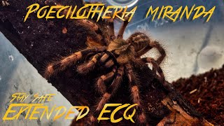 Poecilotheria Miranda [upl. by Ailimaj890]