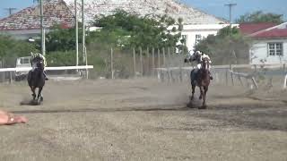 Barbuda June 2022 Race 4 Free vs Lady [upl. by Olleina]