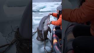 The Heartwarming Story of a Dolphin Trapped in a Net animals [upl. by Drofdarb655]