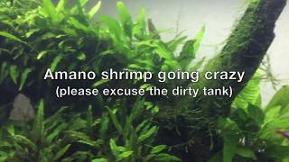 Amano shrimp going crazy [upl. by Leilani]