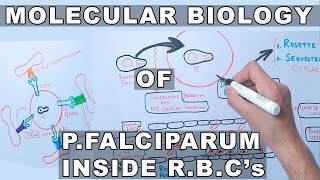 Molecular Biology of PFalciparum Inside Erythrocytes [upl. by Nylavad]