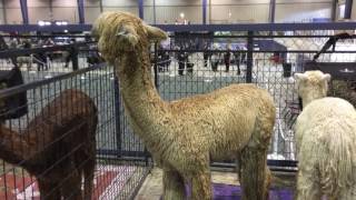 The difference between Suri and Huacaya Alpacas [upl. by Nofpets]