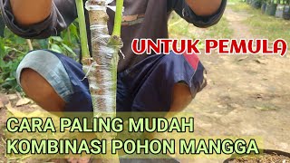 TEHNIK MUDAH KOMBINASI POHON MANGGA UNGULAN [upl. by Christianity]