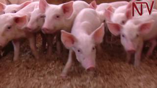 On The Farm Dealing with wastemanagement in pig farming [upl. by Eilyah]