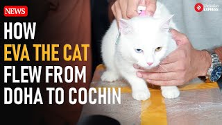 Eva the Cat Makes History at Cochin Airport as First Pet from Doha This Is Her Story [upl. by Githens]