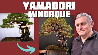 Un BONSAÏ Extraordinaire   LE MINORQUE  🌱 NEJIKAN BONSAI 🌱 [upl. by Nairahcaz]