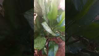 Ferocious Silver Queen Aglaonema♥️ gardening indoorplants houseplants aglaonema silverqueen [upl. by Orat]