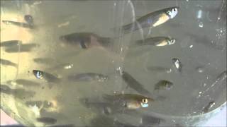 The mosquitofish against mosquitoes Gambusia affinis [upl. by Federica]