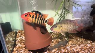 WC Rio Narino Festae South American Cichlids [upl. by Sweet106]