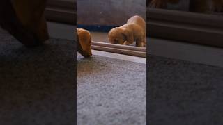 Dogs go crazy when they look in the mirrordoglover shorts sabscribe [upl. by Suivatra667]