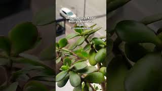 Crassula Ovata Para Ağacı Bitkisi Bakımı‼️ ciceklerindunyasiii1 crassulaovata [upl. by Noivad]