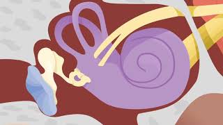 How the Ears Work  Nemours KidsHealth [upl. by Innoj]