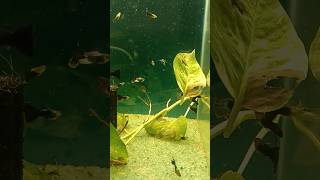 fish goldfish aquarium amazingfacts amazing fishing pets fishaquarium trending animal [upl. by Kendyl]