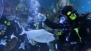 The Skegness Aquarium Scuba Dive  with Sharks 🦈 😳 [upl. by Beberg]