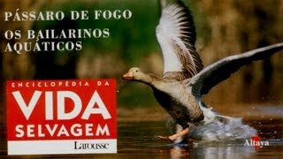 Vida Selvagem 35  Pássaro de Fogo [upl. by Nnayrrehs47]