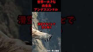 世界一大きな肉食鳥アンデスコンドル 動物 雑学 意外と知らない コンドル 生き物 鳥 [upl. by Dalury225]