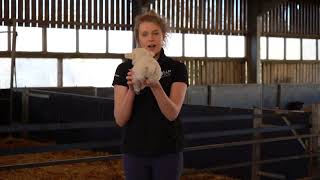 Reaseheath Lambing Bitesize Session 4 for KS3 Years 79 [upl. by Adnovaj547]