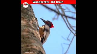 Woodpecker এর Brain কেন ফেটে যায় না shorts birds [upl. by Othe339]