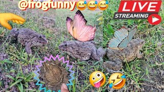 🤏🐸Boing Boing web catching frogs🤏🐸flying amp Jumping Part 9 frog foryou funny catching fun [upl. by Berkin173]