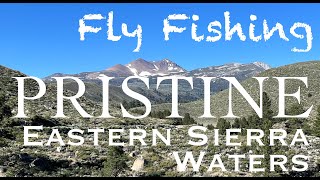 Fly Fishing a Pristine Eastern Sierra Creek [upl. by Legim184]