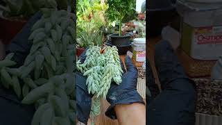 BURROS TAIL or DONKEYS TAIL stem cuttings propagation plants propagation houseplant succulent [upl. by Brewster]