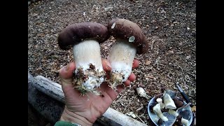 🍄 How to grow Wine caps 🍄 The easiest mushroom you can grow [upl. by Yttocs]