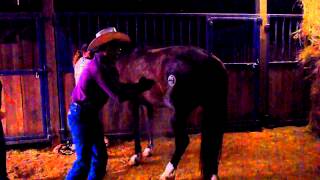 Hidden Cave Ranch Curly Horses Freeze branding horses HCR Freeze brand [upl. by Ebanreb]