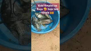 criação de tilapia e galinhas no quintal sitio viral [upl. by Ivz128]