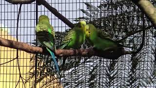 The Budgerigar Bird Australia [upl. by Bradstreet]