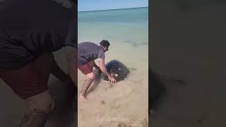 In a last ditch effort a whale shark bumped his boat for help 🥺 [upl. by Arv]