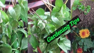 Money Plants Care  Gardening Tips  Money Plants Ko Kaise Ghanna Banaye  Garden [upl. by Ydneh838]