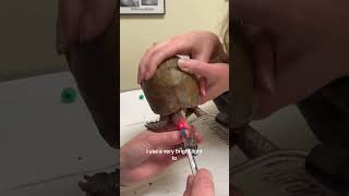 How To Draw Blood From The Jugular Vein of a Box Turtle [upl. by Aihcrop270]