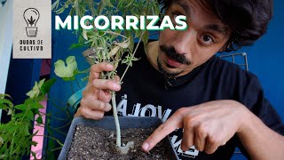 DUDASDECULTIVO MICORRIZAS [upl. by Steep]