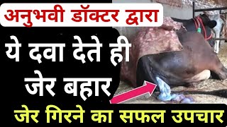 गाय भेंस की जेर गिराने के जोरदार उपायhow to remove cow placentahomemade methods [upl. by Hakan]