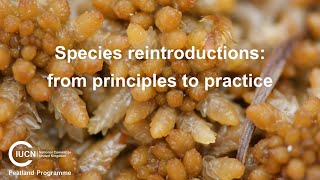 Species reintroductions from principles to practice webinar [upl. by Oralle]