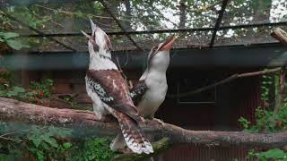 Kookaburra Jägerliest Lachender Hans Dacelo novaeguineae [upl. by Xavier]