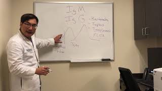 Immunoglobulin IgG and IgM interpretation of serological tests [upl. by Ecnerolf]