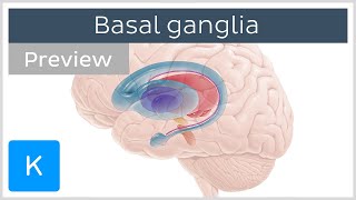 Basal ganglia Pathways and functions preview  Human Neuroanatomy  Kenhub [upl. by Ahtanaram]